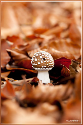 Panteramaniet - Amanita pantherina