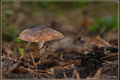 Spitsschubbige Parasolzwam - Lepiota aspera