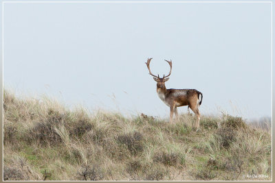 Damhert in de duinen