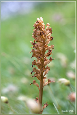 Vogelnestje - Neottia nidus-avis 