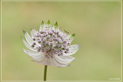 Groot sterrenscherm - Astrantia major