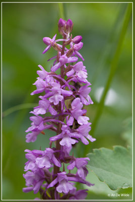 Grote muggenorchis - Gymnadenia conopsea