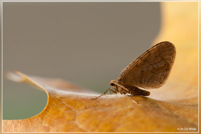 Kleine wintervlinder - Operophtera brumata