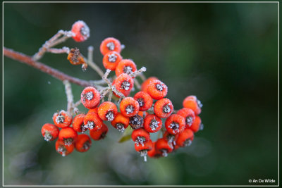 Frosty rood