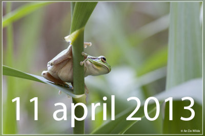 11april2013.jpg