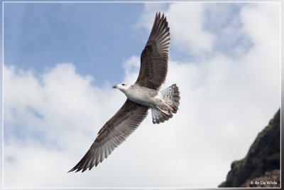 Geelpootmeeuw (juv.)- Larus michahellis