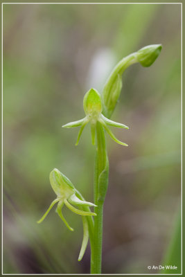 Habenaria tridactylites