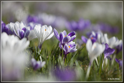 Lente !