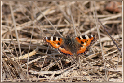 Kleine vos - Aglais urticae