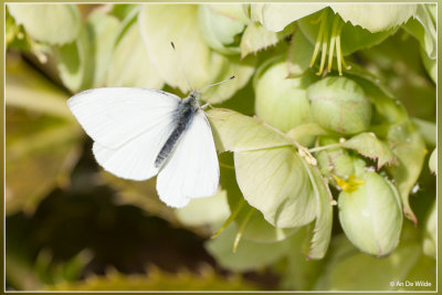 Klein koolwitje - Pieris rapae