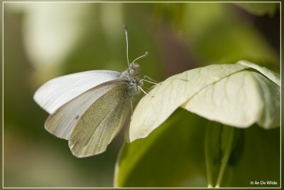 Klein koolwitje - Pieris rapae