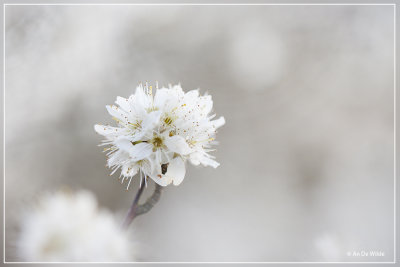 Sleedoorn - Prunus spinosa