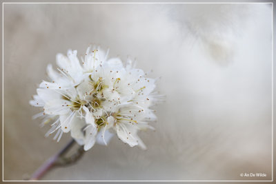 Sleedoorn - Prunus spinosa