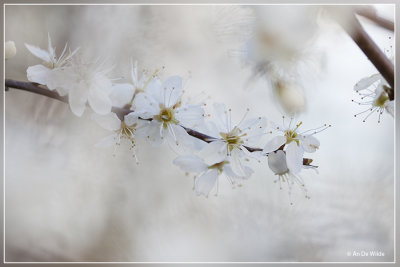 Sleedoorn - Prunus spinosa