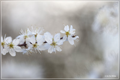 Sleedoorn - Prunus spinosa