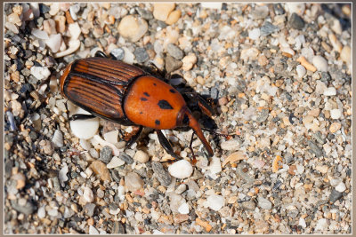 Rode palmkever - Rhynchophorus ferrugineus