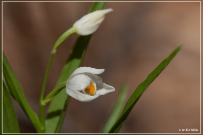 Wit bosvogeltje - Cephalanthera longifolia