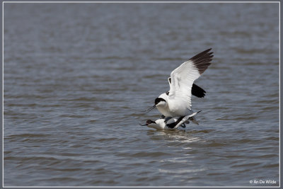 Kluut - Recurvirostra avosetta
