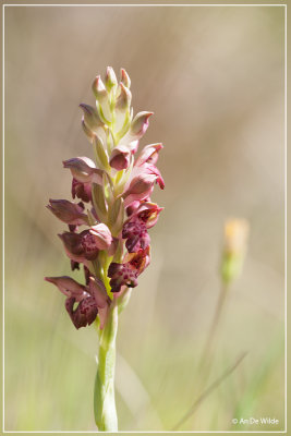 Wantsenorchis -  Orchis coriophora