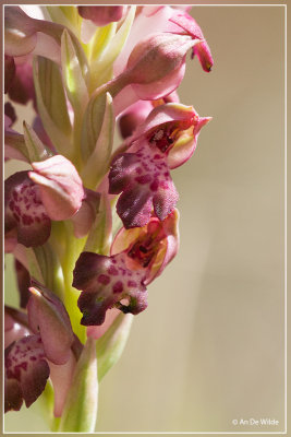 Wantsenorchis -  Orchis coriophora