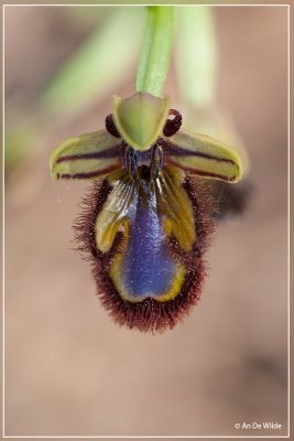 Spiegelorchis - Ophris speculum