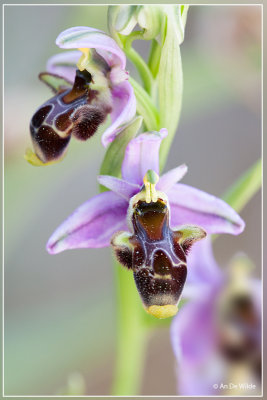 Snippenorchis, Ophrys scolopax.