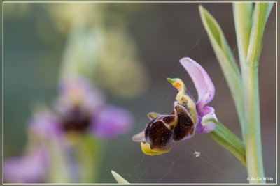 Snippenorchis, Ophrys scolopax.