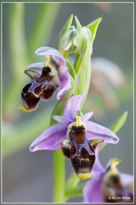 Snippenorchis -  Ophrys scolopax.