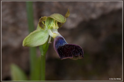 Ophrys atlantica