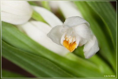 Wit bosvogeltje - Cephalanthera longifolia