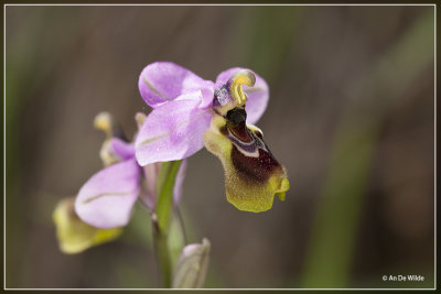 Wolzwever Ophrys - Ophrys tenthredinifera 