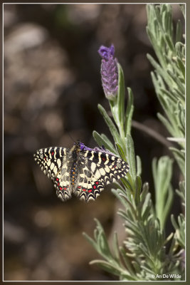 Spaanse pijpbloemvlinder - Zerynthia rumina