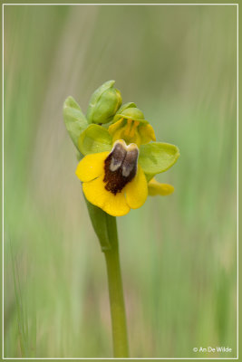 Gele ophrys - Ophrys lutea