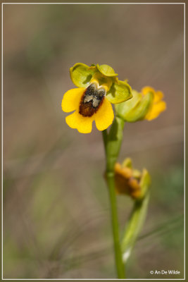Ophrys lutea - Gele Ophrys