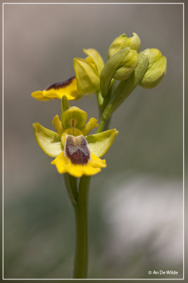 Gele ophris - Ophrys lutea