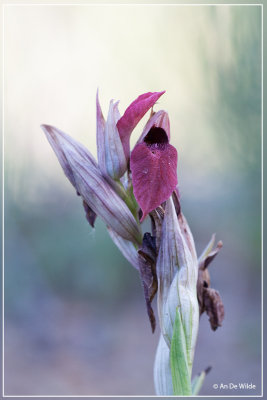 Orchids Andalusi