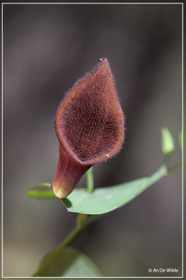 Aristolochia baetica