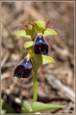 Ophrys atlantica