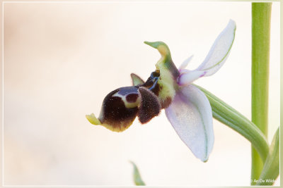 Snippenorchis, Ophrys scolopax.