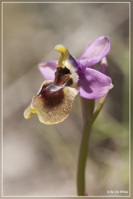 Wolzwever Ophrys - Ophrys tenthredinifera