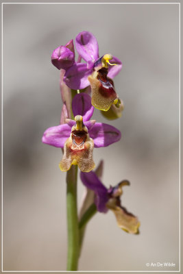 Wolzwever Ophrys - Ophrys tenthredinifera