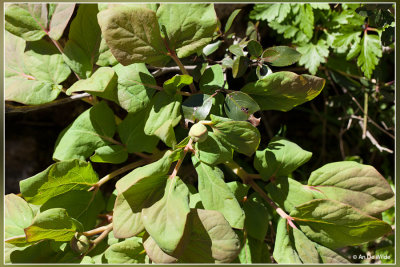 Wilde pioen - Paeonia mascula