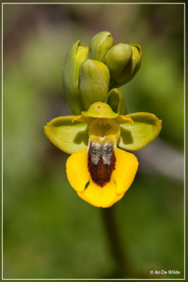 Gele ophrys - Ophrys lutea