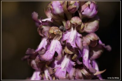 Reuzenorchis - Himantoglossum robertianum