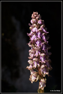 Reuzenorchis - Himantoglossum robertianum