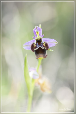 Snippenorchis, Ophrys scolopax.