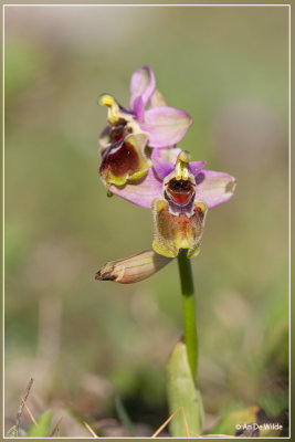 Wolzwever Ophrys - Ophrys tenthredinifera