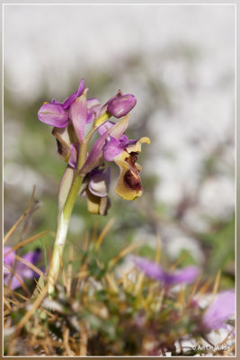 Wolzwever Ophrys - Ophrys tenthredinifera