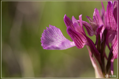 Vlinderorchis - Anacamptis papilionacea