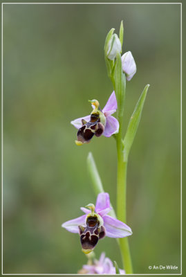 Snippenorchis, Ophrys scolopax.